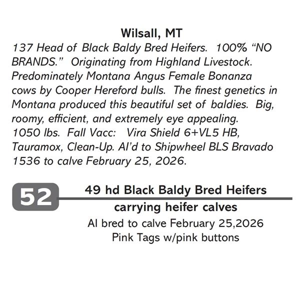 49 hd Black Baldy Bred Heifers