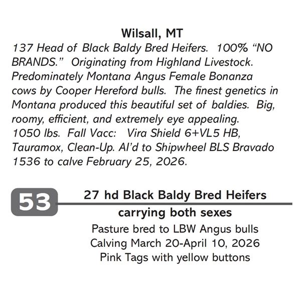 27 hd Black Baldy Bred Heifers