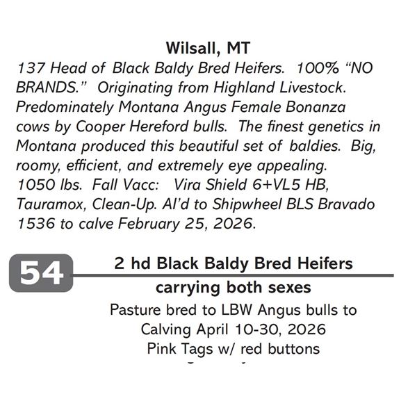 2 hd Black Baldy Bred Heifers