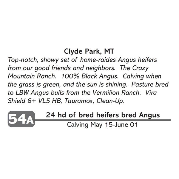 24 hd of bred heifers bred Angus