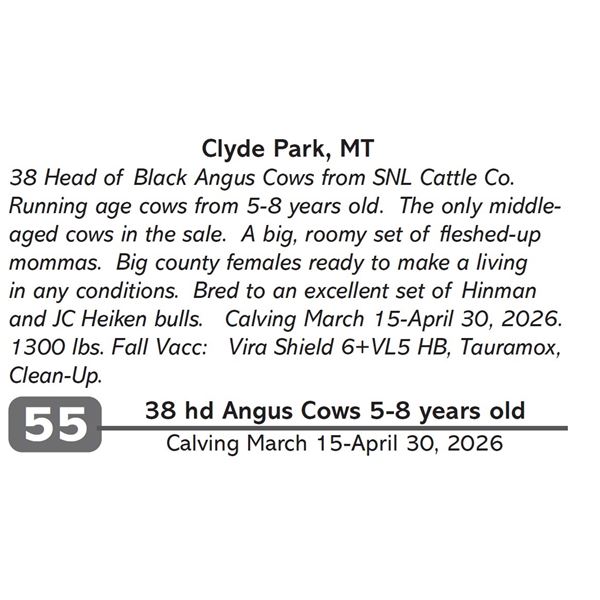 38 hd Angus Cows 5-8 years old