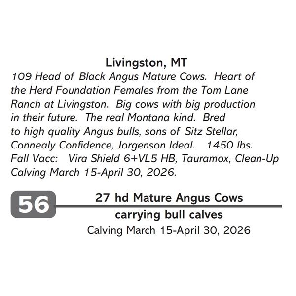 27 hd Mature Angus Cows