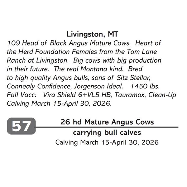 26 hd Mature Angus Cows