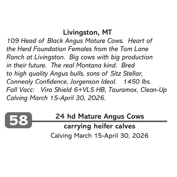 24 hd Mature Angus Cows