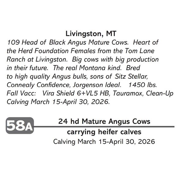 24 hd Mature Angus Cows
