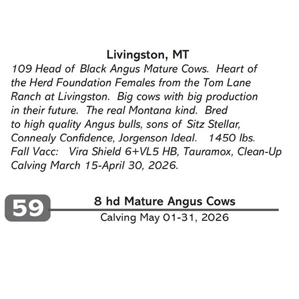 8 hd Mature Angus Cows