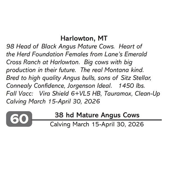 38 hd Mature Angus Cows