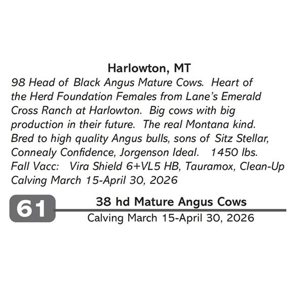 38 hd Mature Angus Cows