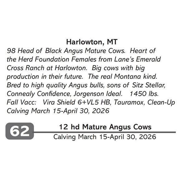 12 hd Mature Angus Cows