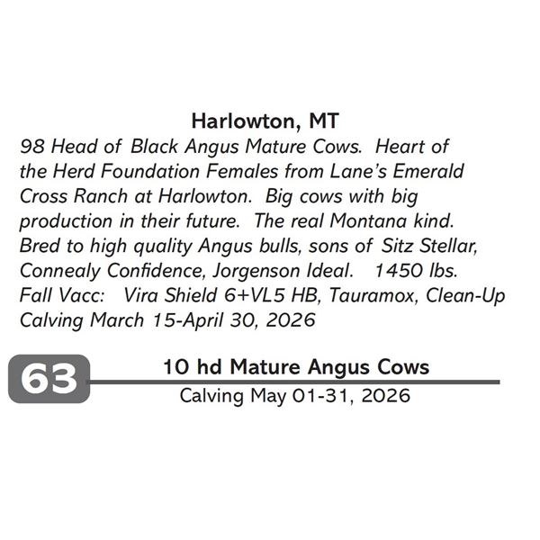 10 hd Mature Angus Cows