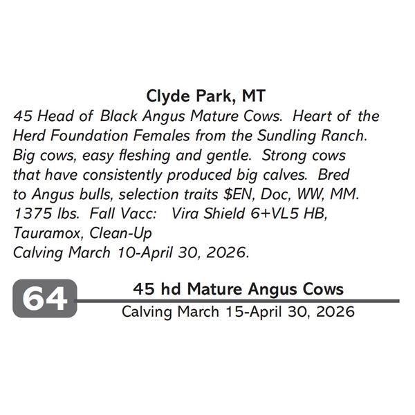 45 hd Mature Angus Cows