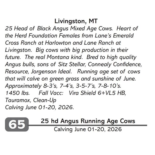 25 hd Angus Running Age Cows