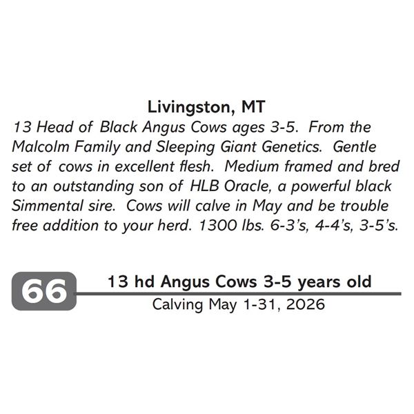 13 hd Angus Cows 3-5 years old