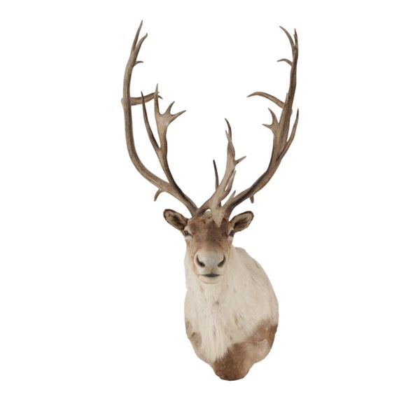 Large Caribou Taxidermy Shoulder Mount