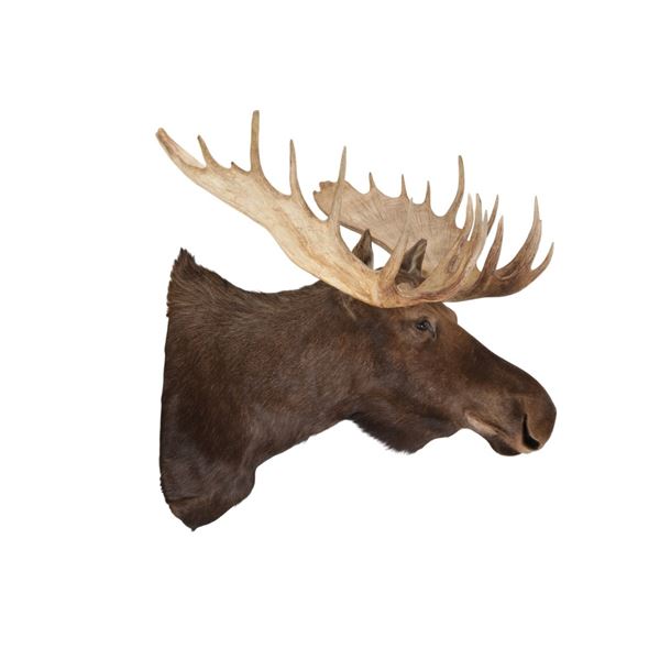 Massive Montana Shiras Moose Shoulder Mount