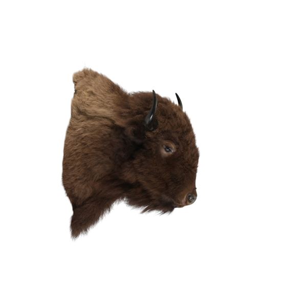 Montana Great American Bison Shoulder Mount