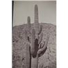 Image 6 : 1880- Saguaro Cacti Arizona Territory Photos (2)