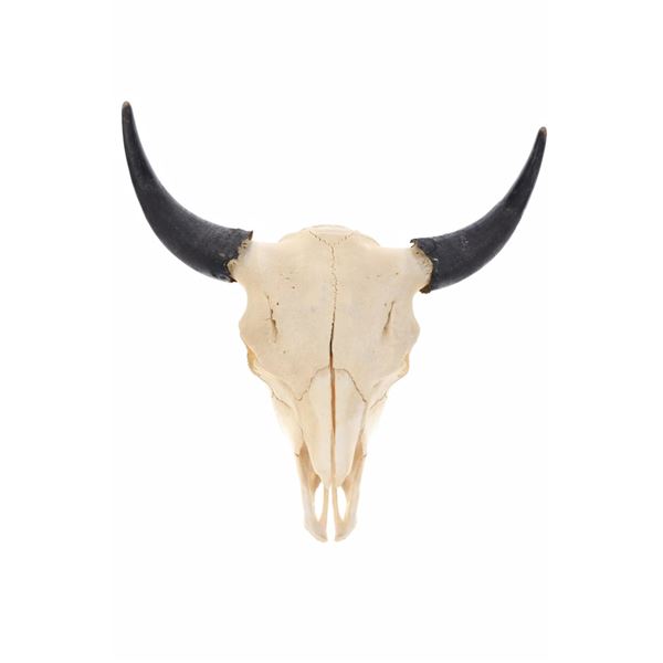 Large Montana Trophy American Buffalo Skull