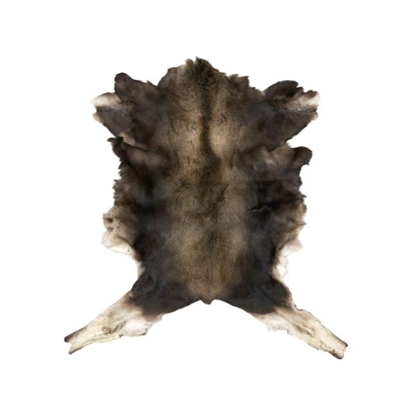 Montana Professional Taxidermy Tanned Moose Hide