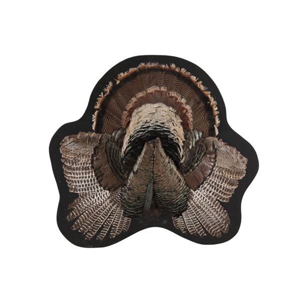 20th C. Tom Turkey Splayed Taxidermy Display