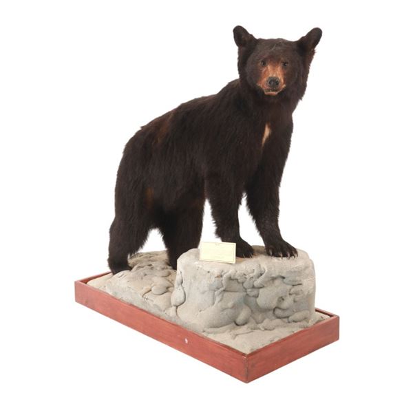 Montana Black Bear Full Mount Taxidermy