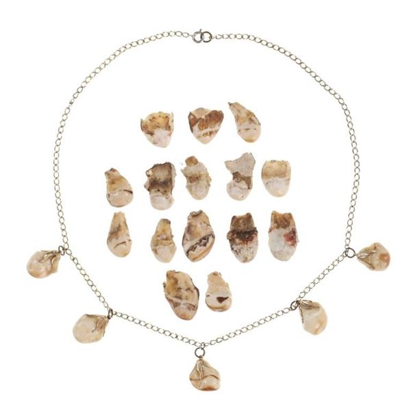 Elk Ivory or Teeth Necklace and Trade Teeth