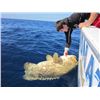 Image 1 : Florida Keys Guided Shark, Grouper, and Snapper Fishing Trip for 4, Full Day