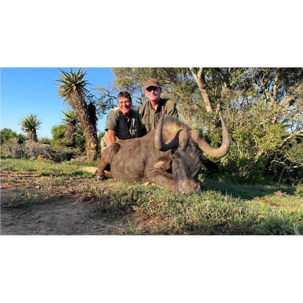 Mankazana Safari, One Trophy Black Wildebeest and One Trophy Warthog Included.