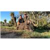 Image 1 : Mankazana Safari, One Trophy Black Wildebeest and One Trophy Warthog Included.