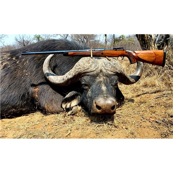 African Trophy Cape Buffalo Hunt, trophy fee included.