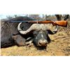 Image 1 : African Trophy Cape Buffalo Hunt, trophy fee included.