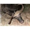 Image 2 : African Trophy Cape Buffalo Hunt, trophy fee included.