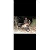 Image 3 : African Trophy Cape Buffalo Hunt, trophy fee included.
