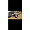 Image 4 : African Trophy Cape Buffalo Hunt, trophy fee included.