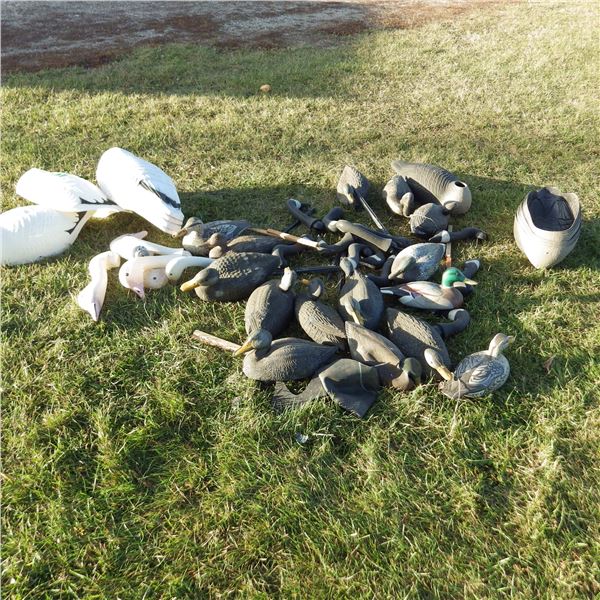 Lot of decoy ducks and geese