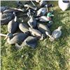 Image 2 : Lot of decoy ducks and geese