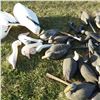 Image 3 : Lot of decoy ducks and geese