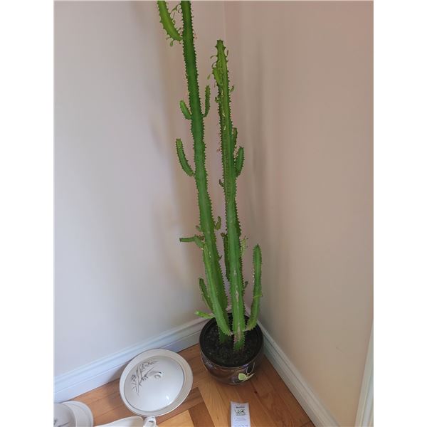 Cactus Plant A