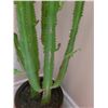 Image 3 : Cactus Plant A