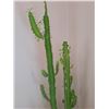 Image 4 : Cactus Plant A