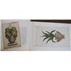 Image 2 : 2 Botanical Eng of Potted Plants