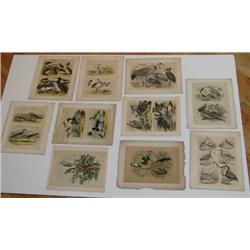 10 Bird Lithographs of Birds