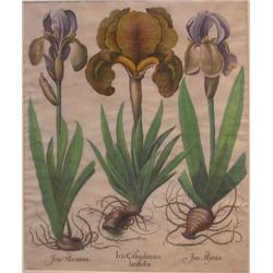 Basilius Besler hand colored engraving Iris