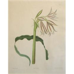 Mrs. Edward Bury color engraving Crinum Ornatum 