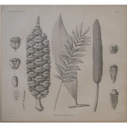 from Botanical Gazette XXXV, plate 1