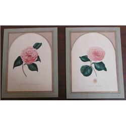 2 Abbe Laurent Berlese’ Camellia flowers