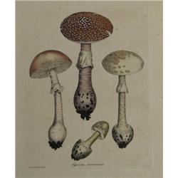 2 Curtis Mushroom prints from Flora Londinensis 
