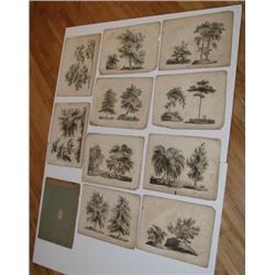 J. Laport engraving set Characters Of Trees