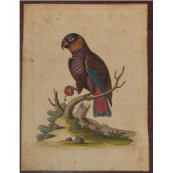 3 hand colored bird engravings incl. Martinet