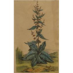 pair of Abraham Munting hand colored Botanical engravings